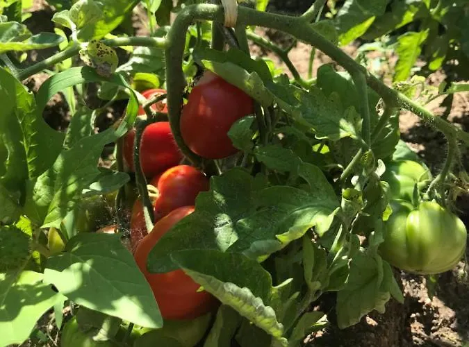 Les D'agosta Pensjonat Porticcio (Corsica)